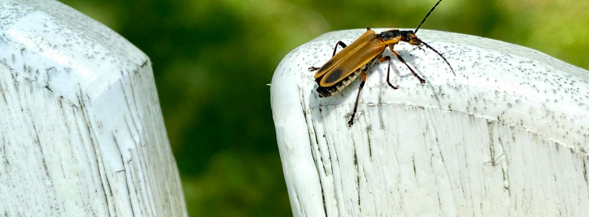 Robaki w domu? Domowe sposoby na pozbycie się robaków z domu